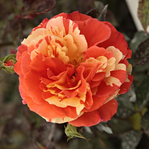 E-commerce, vendita, rose, in, vaso rose floribunde - giallo - arancio - Rosa Papagena™ - rosa mediamente profumata - Samuel Darragh McGredy IV. - ,-